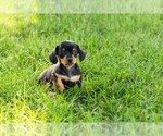 Small #4 Dachshund