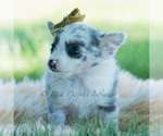 Small Photo #72 Chihuahua Puppy For Sale in WARSAW, IN, USA