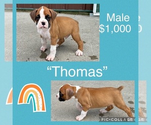 Boxer Puppy for sale in BENTON, IL, USA