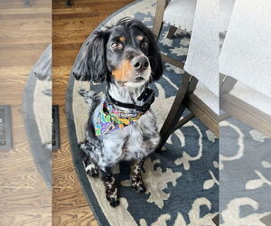 - Mix Dogs for adoption in Curwensville, PA, USA