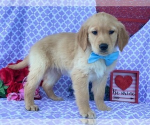 Golden Retriever Puppy for sale in LANCASTER, PA, USA