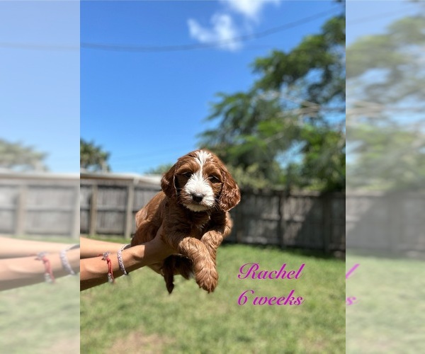 Medium Photo #1 Goldendoodle (Miniature) Puppy For Sale in MIAMI, FL, USA