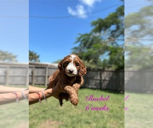 Border Collie Puppy for sale in MIAMI, FL, USA