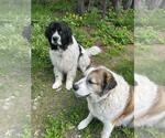 Small #1 Great Pyrenees-Saint Bernard Mix