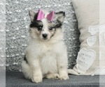 Small Photo #1 Pomeranian Puppy For Sale in WARSAW, IN, USA