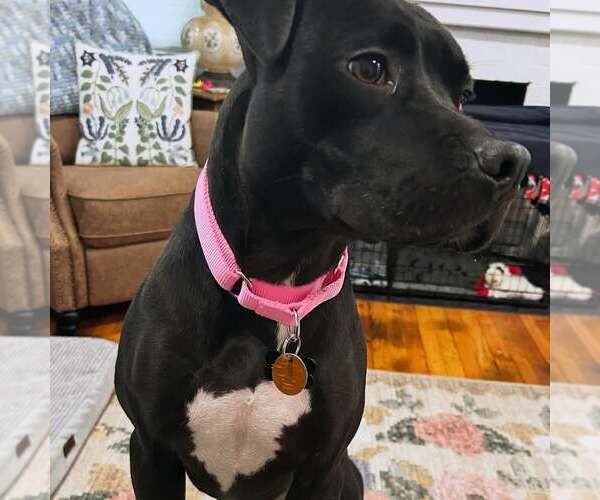 Medium Photo #3 Mutt Puppy For Sale in Shelburne, VT, USA
