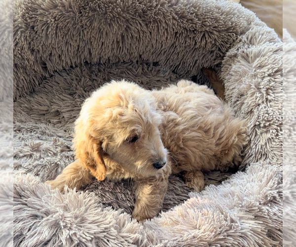 Medium Photo #3 Goldendoodle Puppy For Sale in RIVERSIDE, CA, USA
