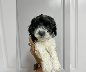 Maltipoo Puppy for sale in JASPER, GA, USA