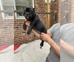 Small #10 American Bully