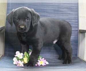 Golden Labrador Puppy for sale in FREDERICKSBURG, OH, USA