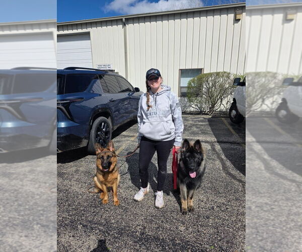 Medium Photo #1 German Shepherd Dog Puppy For Sale in BULL VALLEY, IL, USA