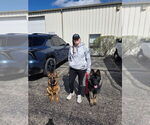 Small Photo #1 German Shepherd Dog Puppy For Sale in BULL VALLEY, IL, USA