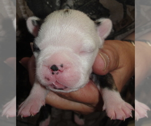Boston Terrier Puppy for sale in CRKD RVR RNCH, OR, USA