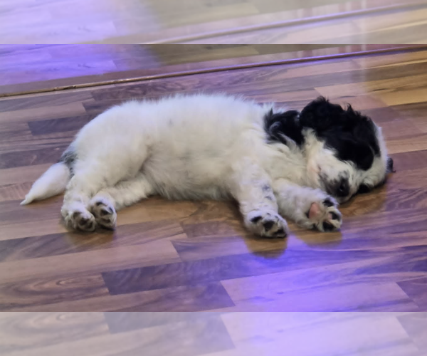 Medium Photo #3 Poodle (Standard)-Unknown Mix Puppy For Sale in Coralville, IA, USA