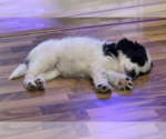 Small #2 Poodle (Standard) Mix
