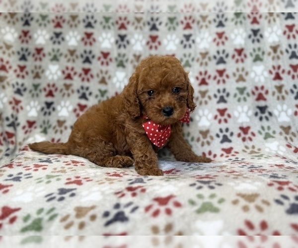 Medium Photo #2 Cavapoo (Miniature) Puppy For Sale in LAKELAND, FL, USA
