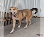 Small #3 Retriever  Mix