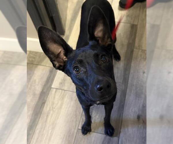 Medium Photo #1 Australian Kelpie-Unknown Mix Puppy For Sale in Redlands, CA, USA