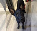 Small Australian Kelpie Mix