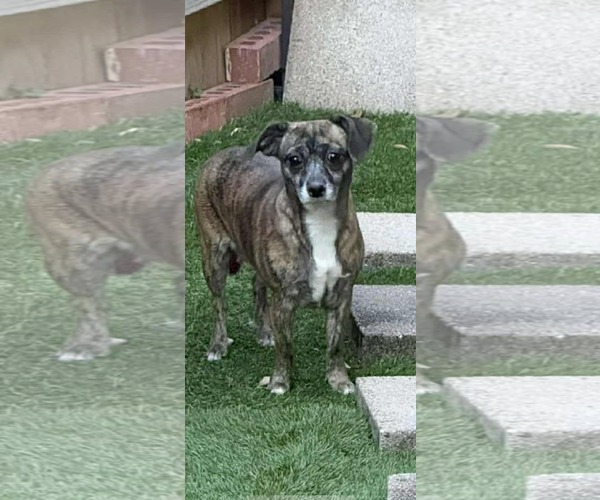 Medium Photo #1 Jack Chi Puppy For Sale in Princeton, MN, USA