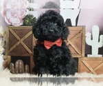 Puppy Midnight AKC Poodle (Miniature)
