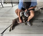 Small #2 American Pit Bull Terrier