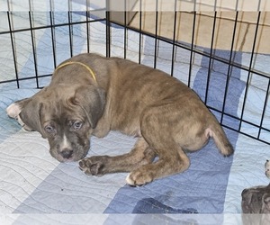Cane Corso Puppy for sale in CHANDLER, AZ, USA