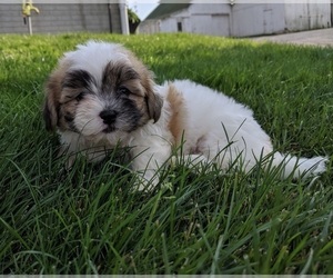 Mal-Shi Puppy for sale in FREDERICKSBURG, OH, USA