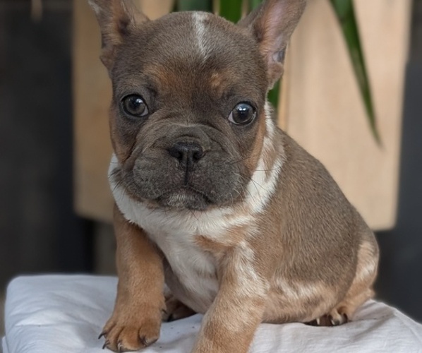 Medium Photo #26 French Bulldog Puppy For Sale in GOSHEN, IN, USA