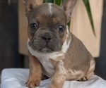 Small Photo #26 French Bulldog Puppy For Sale in GOSHEN, IN, USA