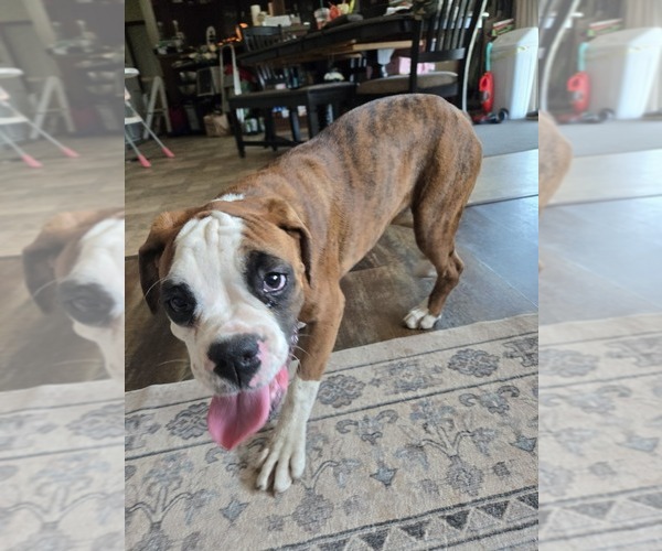 Medium Photo #6 Boxer Puppy For Sale in LAUREL, DE, USA