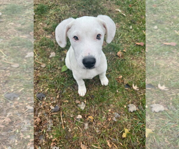 Medium Photo #14 Great Pyrenees-Unknown Mix Puppy For Sale in Germantown, OH, USA