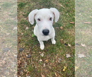 Falkor - Male Great Pyrenees-Unknown Mix Dog for Adoption - Photo #14