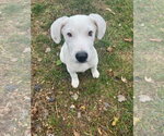 Small #13 Great Pyrenees Mix
