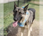 Small German Shepherd Dog Mix