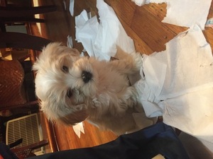 Maltipoo Puppy for sale in GWYNN OAK, MD, USA