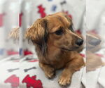 Small #5 Dachshund Mix