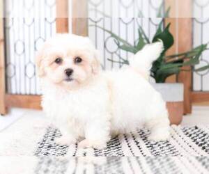 Lhasa-Poo Puppy for sale in NAPLES, FL, USA