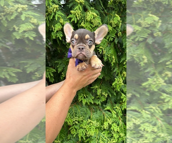 Medium Photo #1 French Bulldog Puppy For Sale in BROOKLYN, NY, USA