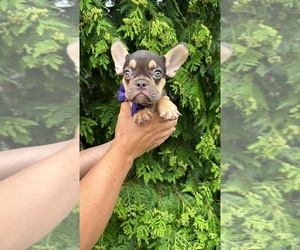French Bulldog Puppy for Sale in BROOKLYN, New York USA