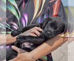 Small #4 American Bulldog-Chocolate Labrador retriever Mix