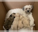 Small Photo #2 Maltese-Maltipoo Mix Puppy For Sale in HERNDON, VA, USA
