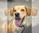 Small #1 Labrador Retriever Mix