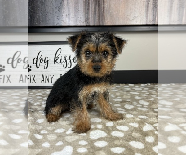 Medium Photo #2 Yorkshire Terrier Puppy For Sale in INDIANAPOLIS, IN, USA