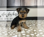 Small #1 Yorkshire Terrier