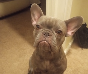French Bulldog Puppy for sale in PITTSBURGH, PA, USA