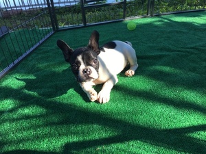 French Bulldog Puppy for sale in MIAMI, FL, USA