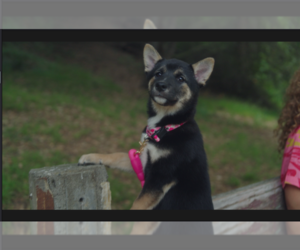 Shiba Inu Puppy for sale in LOS ANGELES, CA, USA