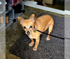 Chihuahua-Unknown Mix Dogs for adoption in St. Cloud, MN, USA