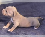 Puppy Blondie American Bully